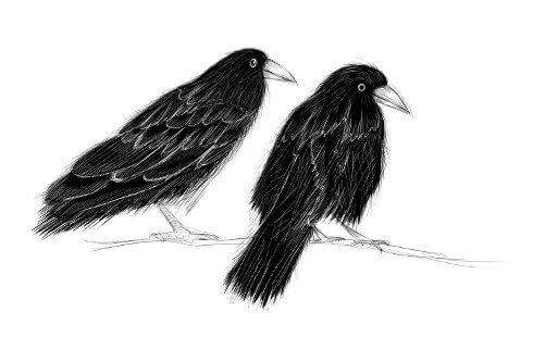 Illustration showing two crows on a tree branch