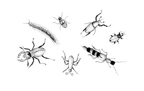 Illustration showing various insects and a centipede